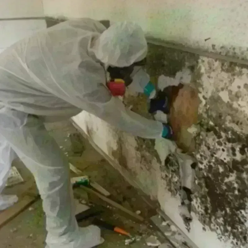 Mold Remediation and Removal in Catawba, SC